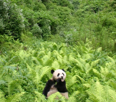 Великий тур до Китаю