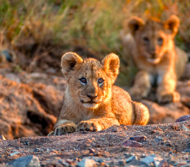 Чудовий Кейптаун, сафарі в Піланесберзі та відпочинок у Сан Сіті