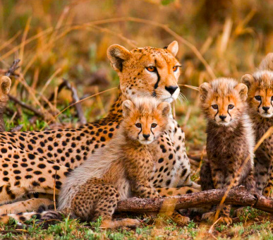 Подорож по ПАР: Садовий маршрут, сафарі в Заповіднику Шамварі та відпочинок біля океану